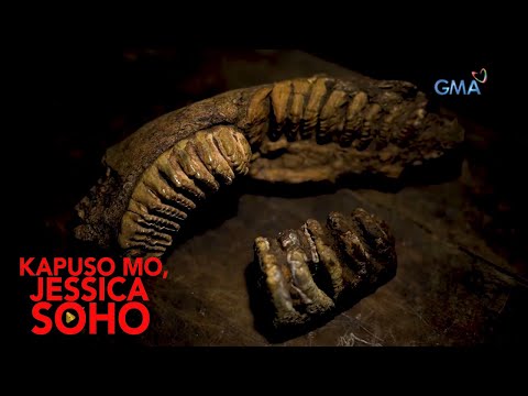 Kapuso Mo, Jessica Soho: MAGSASAKA SA CAGAYAN, NAKAHUKAY NG HINIHINALANG BUTO AT PANGIL NG STEGODON