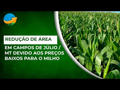 Em Campos de Júlio / MT, milho safrinha teve redução de área em função do preço