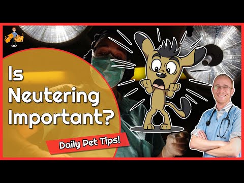 Should You Really Spay or Neuter Your Dog and Cat? - Daily Pet Tips