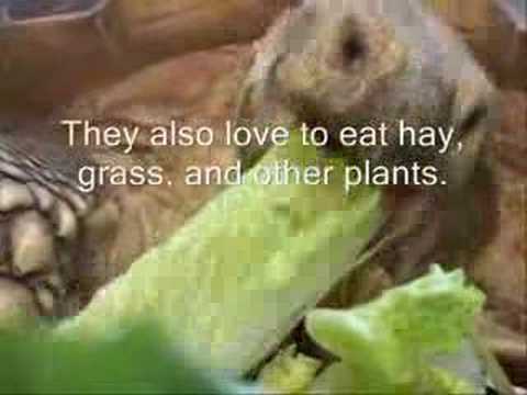 YouTube Video FElfR3C1i7E