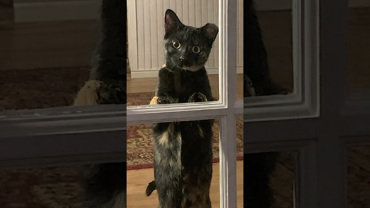 Mama Bear, Poppa Bear, and Baby Bear (The Bears), a Adoptable Domestic Short Hair in Atlanta, GA video 6/6