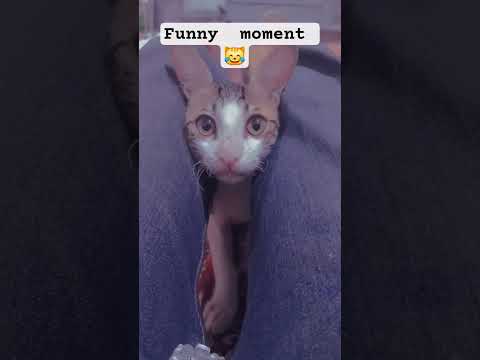 cat funny  moment 😹😽#cat #tiktok #punjab #flood #walikb