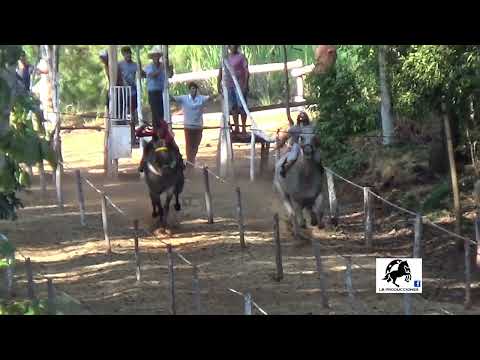 NOCHERITA- HÍPICO NUEVO AMANECER 30-1-22