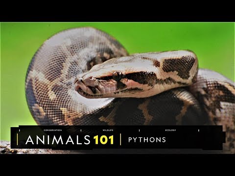 101動物教室：蟒蛇大解密！ - 國家地理雜誌官方網站｜探索自然、科學與文化的最佳權