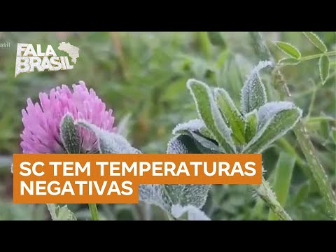 Frio intenso atinge Santa Catarina com temperaturas negativas