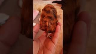 Download lagu KM ( Kantong Macan ) mau di alih rawatkan mp3