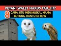 8 Effective Ways To Control Owl Pests In Swiftlet Buildings Prevent Owls In Swiftlet Houses