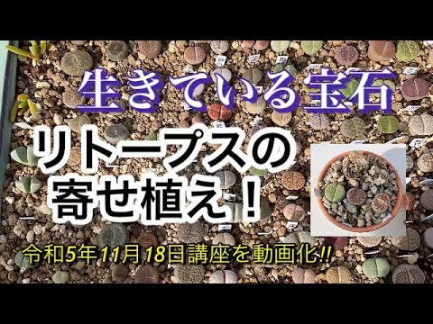 生きている石、リトープス 植物