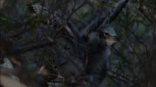 Chez Robinson au paradis... devant notre faré