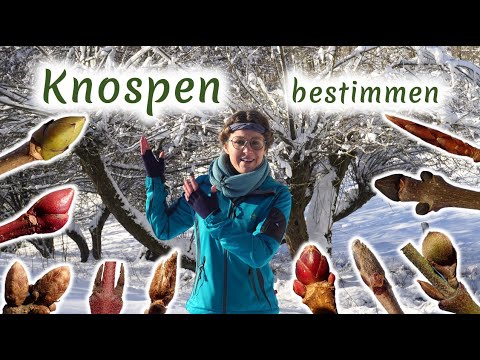 Knospen: Gehölze im Winter einfach erkennen & bestimmen | Ökologin erklärt