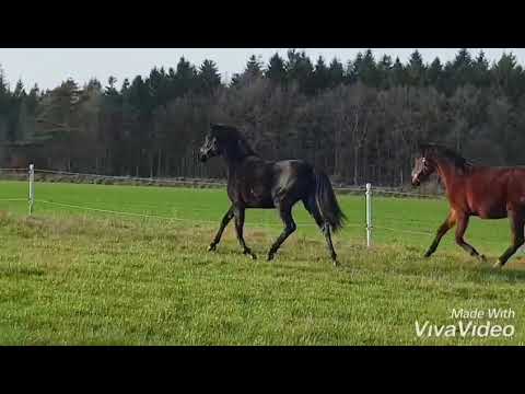 Jährlinge v 2017 Fürstenball , Diamond HIT und Don juan de HUS