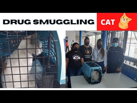 Cat caught smuggling cocaine, marijuana into Panama prison