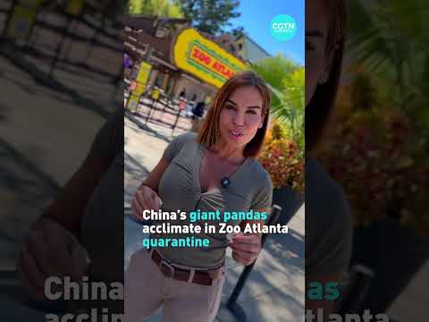 China’s giant pandas acclimate in Zoo Atlanta quarantine