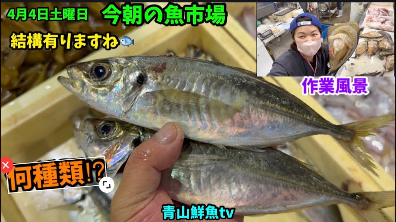 【結構有る♪】今朝の魚市場4月4日土曜日の水揚げ状況