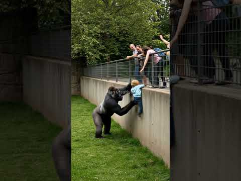 GORILLA'S HEARTWARMING RESCUE OF CHILD IN ZOO! #gorilla #zoo #rescue #animal 🦍