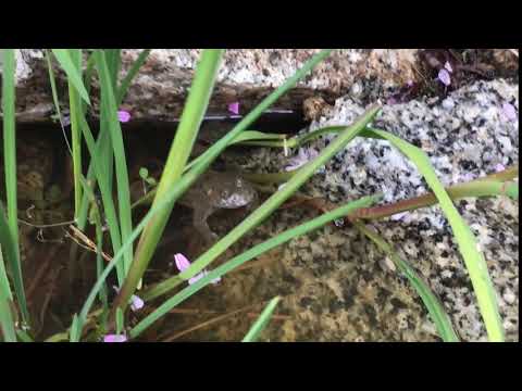 Bombina variegata France