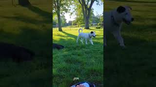 Video preview image #1 American Bulldog-Unknown Mix Puppy For Sale in Germantown, OH, USA