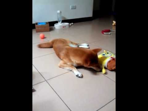 布娃娃殺手"柴哥"(原發表者:DuckSu)(影片)