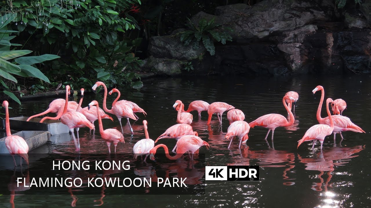 Walk through themed gardens and fountains in Kowloon Park.