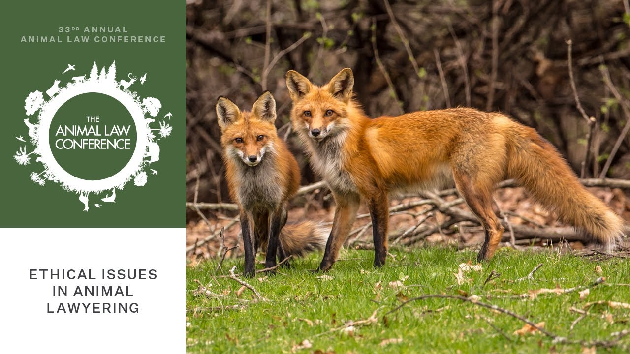 Ethical Issues in Animal Lawyering