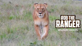 Unknown Lioness And Youngster | Maasai Mara Safari | Zebra Plains