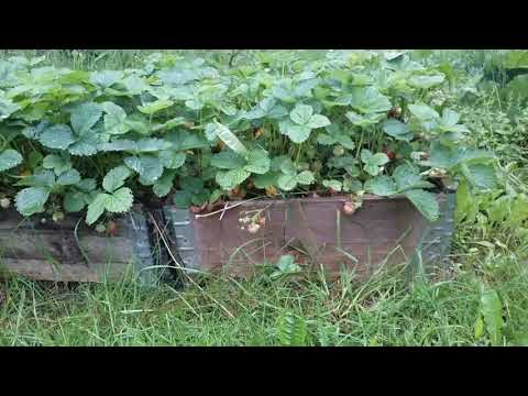 Kohti Maanpäällistä Paratiisia | Buffi Daddy