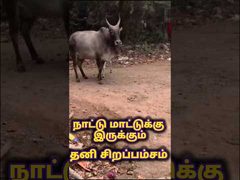 நாட்டு மாட்டுக்கு இருக்கும் தனி சிறப்பம்சம்|#shortsfeed