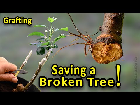 Grafting Fruit Trees | 3 Methods to save a broken tree variety | With Results!