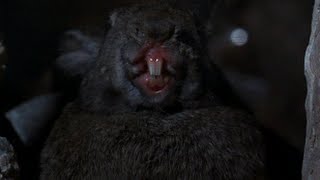 The KVB: A Tenuous Grasp