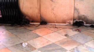 Karni Mata temple (holy rats temple)