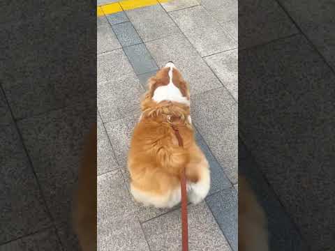 World 100m sprint athlete.🏃🏃 #animals #dog #doglover #sprint #athlete