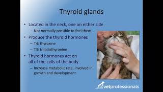 Feline hyperthyroidism