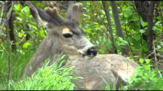 Eye Of the Hurricane - David Wilcox
