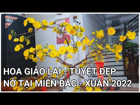 🔴 QBS2190 - NGẮM HOA MAI GIẢO LAI NỞ TẠI MIỀN BĂC TẾT 2022 - GIỐNG HOA MAI BÔNG ĐẸP KHÔNG RỤNG CÁNH