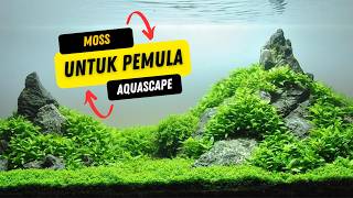 Download lagu 5 Rekomendasi MOSS AQUASCAPE Terbaik Untuk Pemula PERAWATAN MUDAH | Aquazone mp3 Download lagu 5 Rekomendasi MOSS AQUASCAPE Terbaik Untuk Pemula PERAWATAN MUDAH | Aquazone mp3
