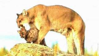Sonic Division - Maternal Love