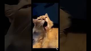 cute cat #cat #fyp #funny #catvideos #catshorts #cats #youtubeshorts #fypシ #ytshorts #cute #india