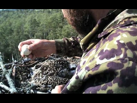 Osprey chicks got the rings on the feet...