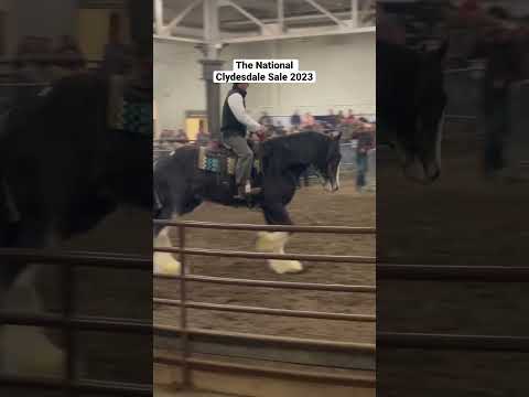 , title : 'We Went To The National CLYDESDALE SALE!!!! #shorts #auction #horsesale #clydesdale #horse #equine'