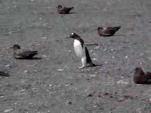 penguin chasing skuas