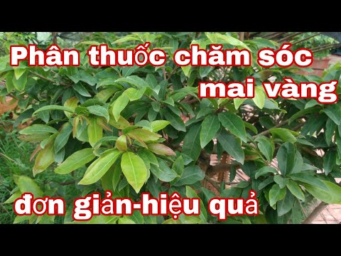 Phân thuốc chăm sóc mai vàng vào mùa mưa hiệu quả