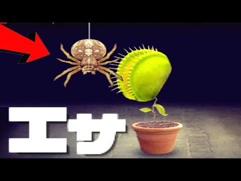 クモの植物 植物