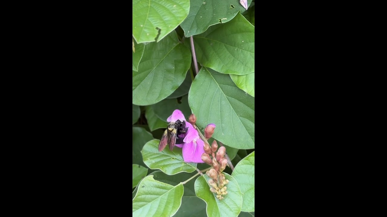 Flowers in the field, science in action.