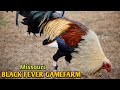Black Fever Gamefarm - Missouri