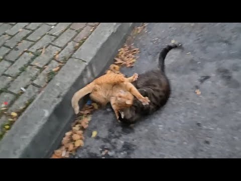 Such a violent Cat Fight has never been seen! I had a hard time telling them apart.