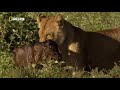 Survivor Baby Wildebeest Saved By The Lioness FairyTale Nat Geo FullHD 2017