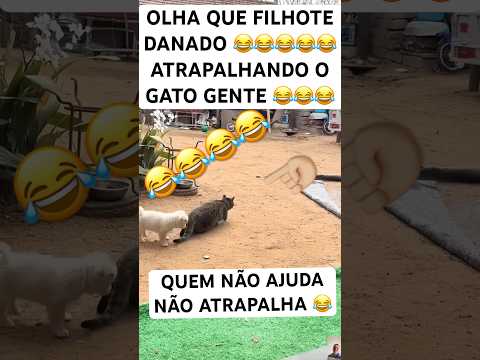 OLHA ESSE FILHOTE ATRAPALHANDO O GATO A CAÇAR