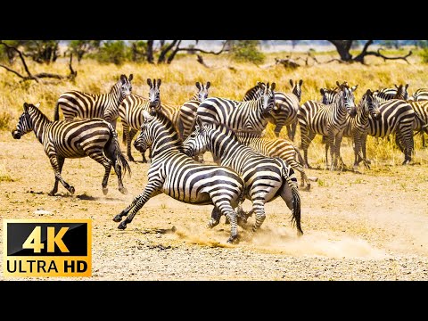 4K African Wildlife Zebra,Antelope... - Scenic Wildlife Film With Calming Music