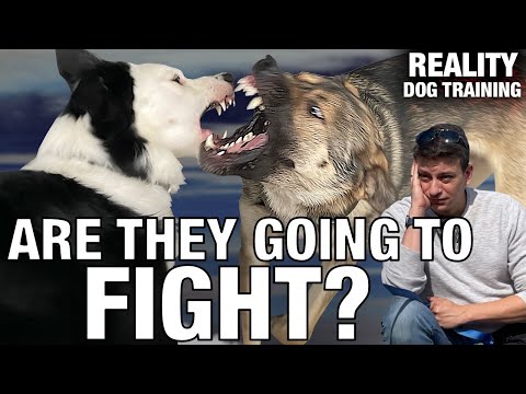 Will they fight?  Introducing a NEW dog to my dog. What I do when they get TOO ROUGH.