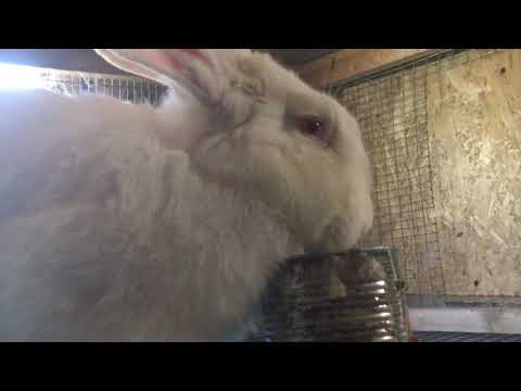 Кормим кроликов,какие Ризены ласкушки.